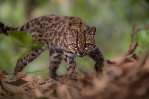A small cat with amber eyes peers at the camera. The cat has a black nose, a striped forehead and triangular ears. Its coat is grey-brown and it has spots like a leopard.