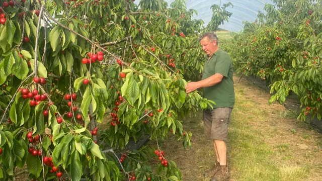 A male farmer in a green shirt holding up the branches of his cherry trees