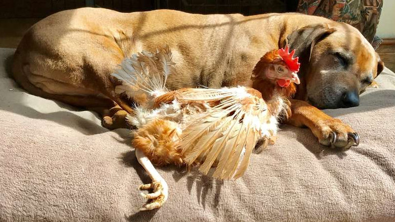 A large brown Labrador dog is sleeping on a floor cushion with a brown hen snuggled up beside it