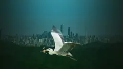 Цапля летит на фоне гор и небоскребов.