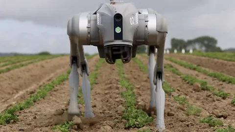 The robodog analysing crops