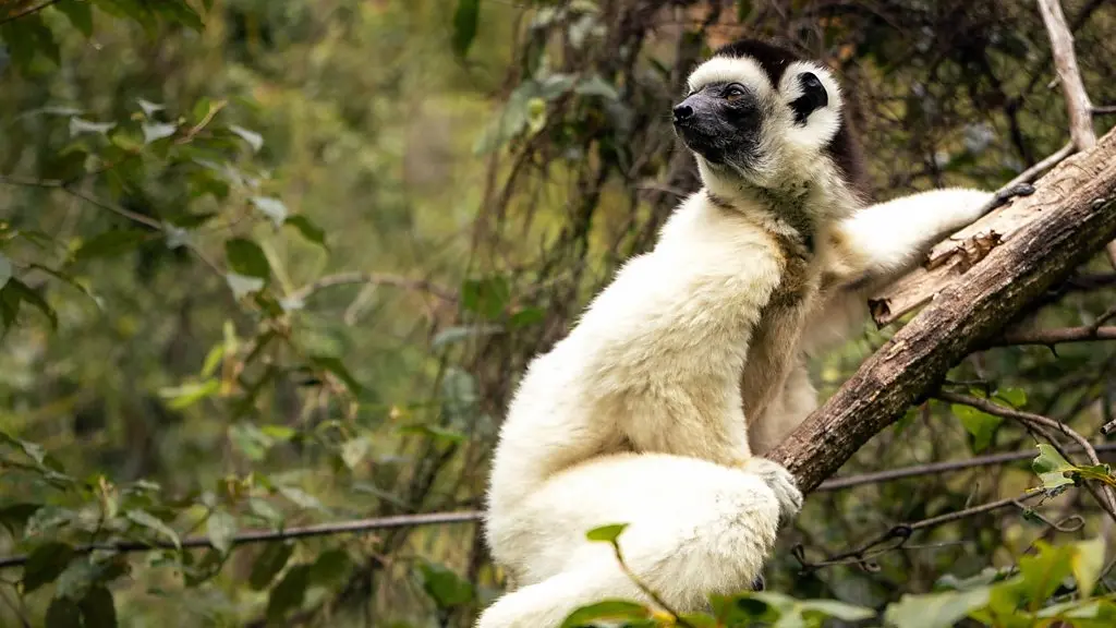 A lemur sitting in a nest in a tree (Credit: Geena Truman)